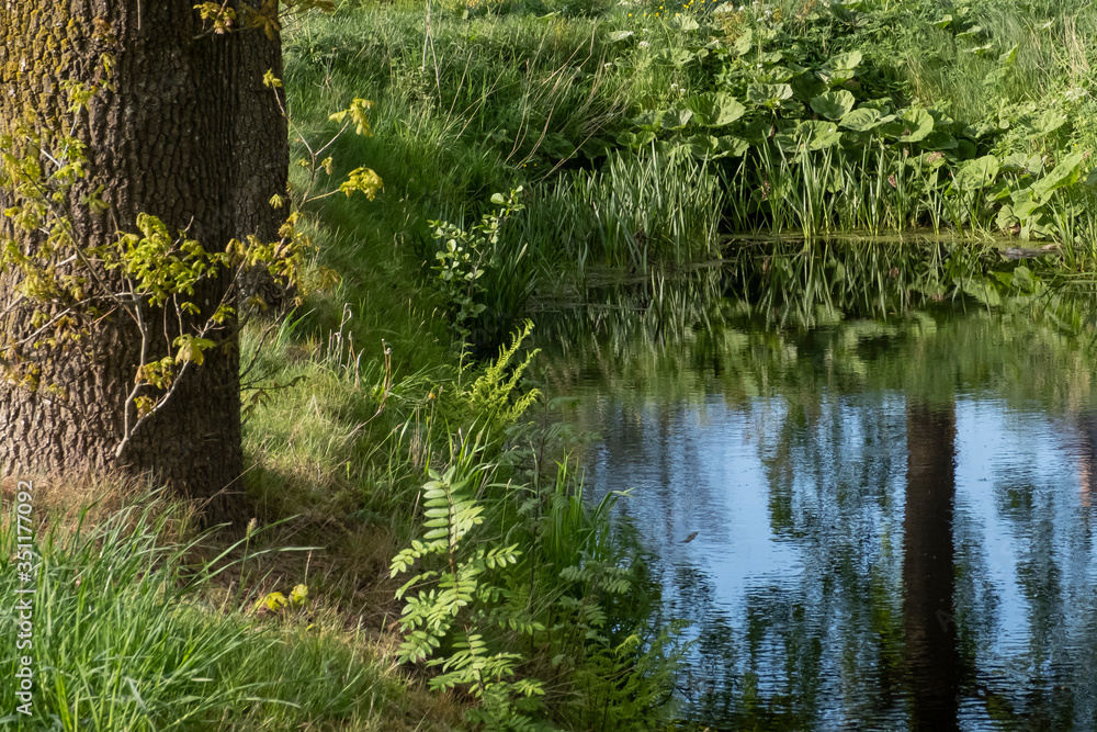Tranquil landscape at a ditch, grasses and leaves on the edge of the ditch, the blue sky reflected in the water Tranquil landscape at a ditch, grasses and leaves on the edge of the ditch, the blue sky reflected in the water