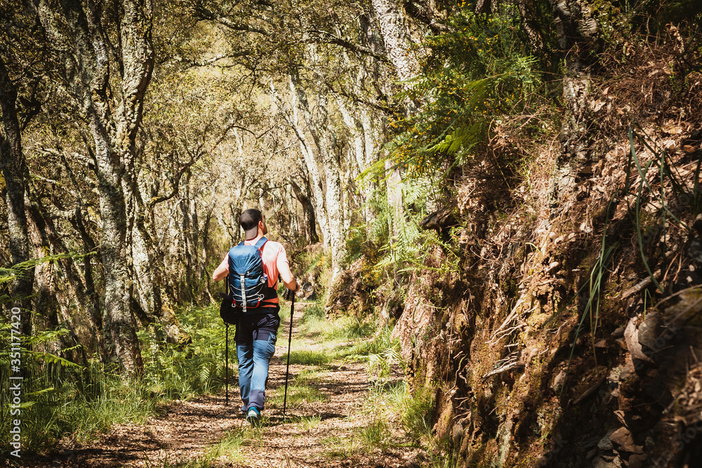 Man hiking on a path in the forest Man hiking on a path in the forest