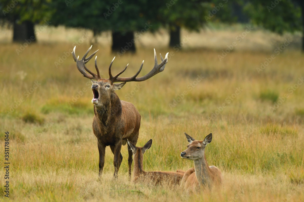 Red deer cervus elaphus in autumn colours Red deer cervus elaphus in autumn colours