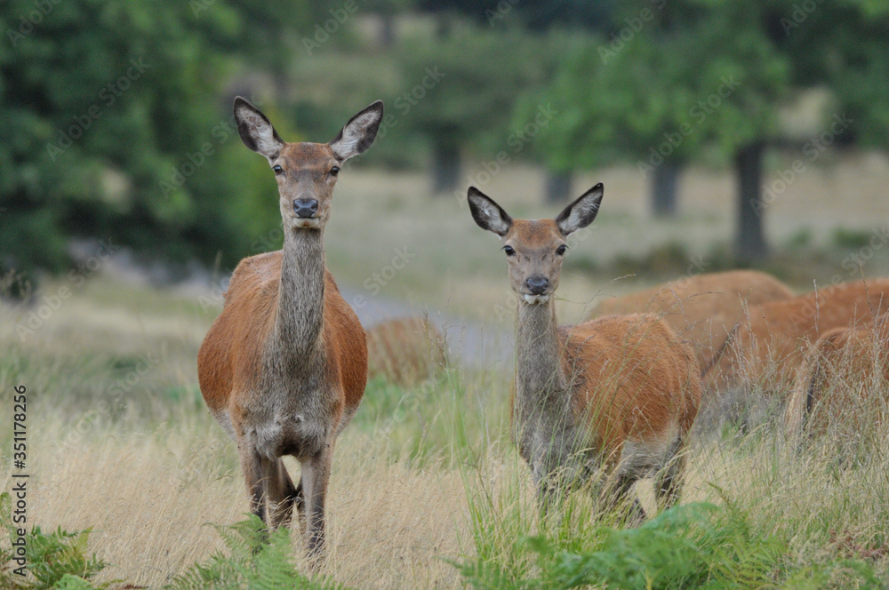 Red deer cervus elaphus in autumn colours Red deer cervus elaphus in autumn colours
