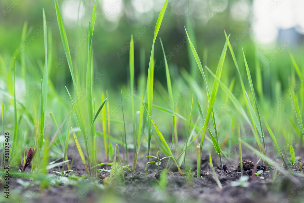 Obraz premium Green lawn grass close up background.