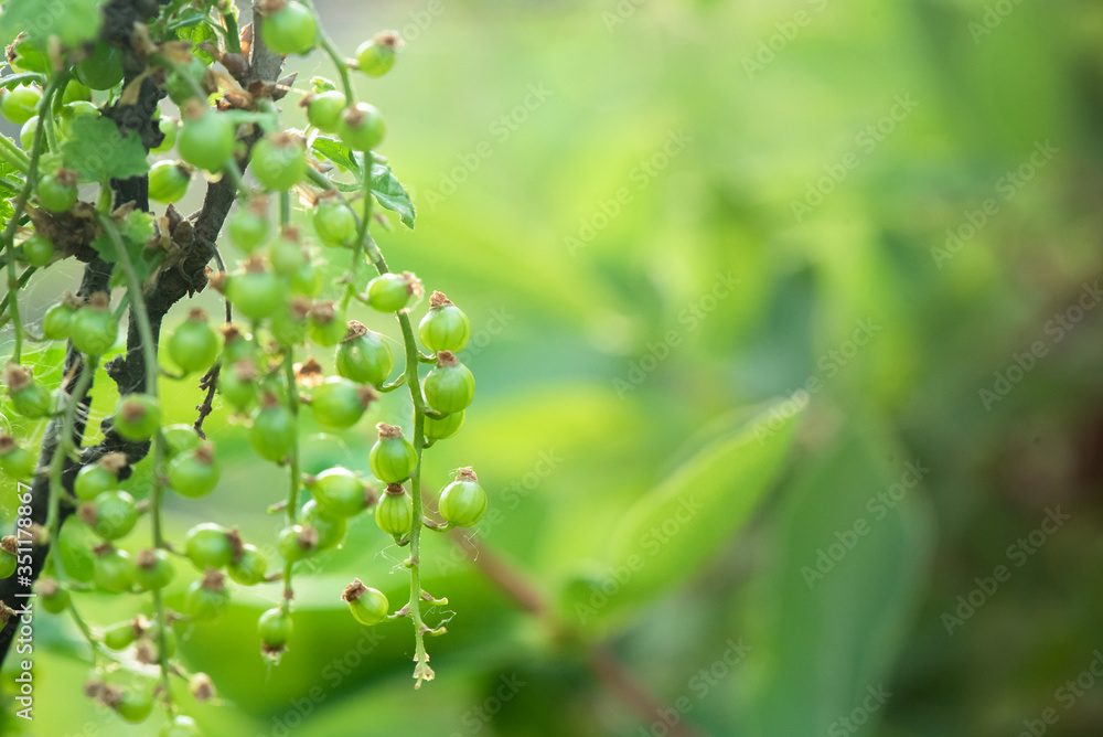 Unripe currant berry on the tree branches close up background. Unripe currant berry on the tree branches close up background.