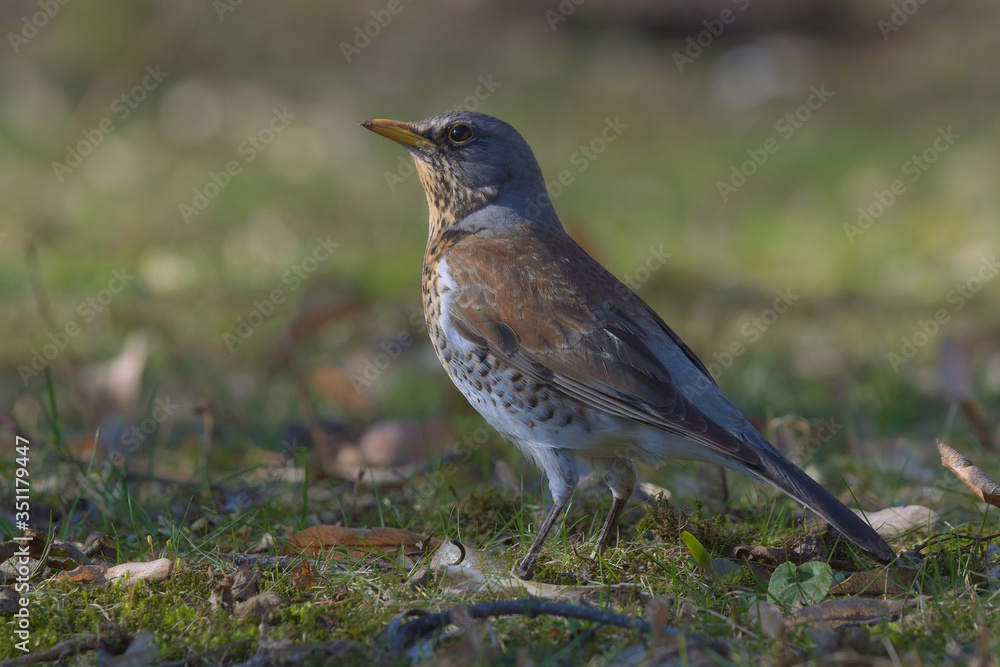 Fototapeta premium Może pofrunąć ?