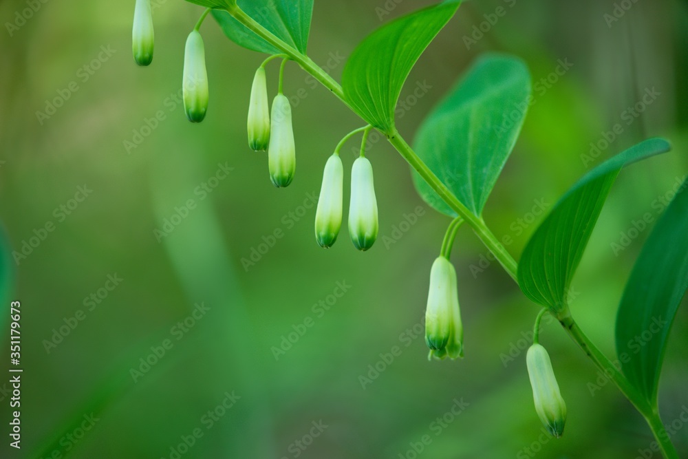 Polygonatum odoratum - Fragrant Heron is a perennial, 15 to 50 cm tall herb. Polygonatum odoratum - Fragrant Heron is a perennial, 15 to 50 cm tall herb.