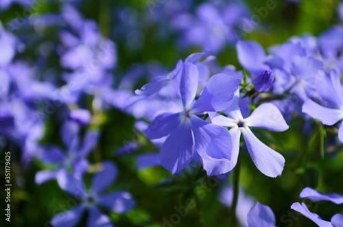 Fototapeta Naklejka Na Ścianę i Meble -  Creeping phlox (Phlox subulata), also known as the moss phlox. Blue flowering plant, beautiful background for a postcard.