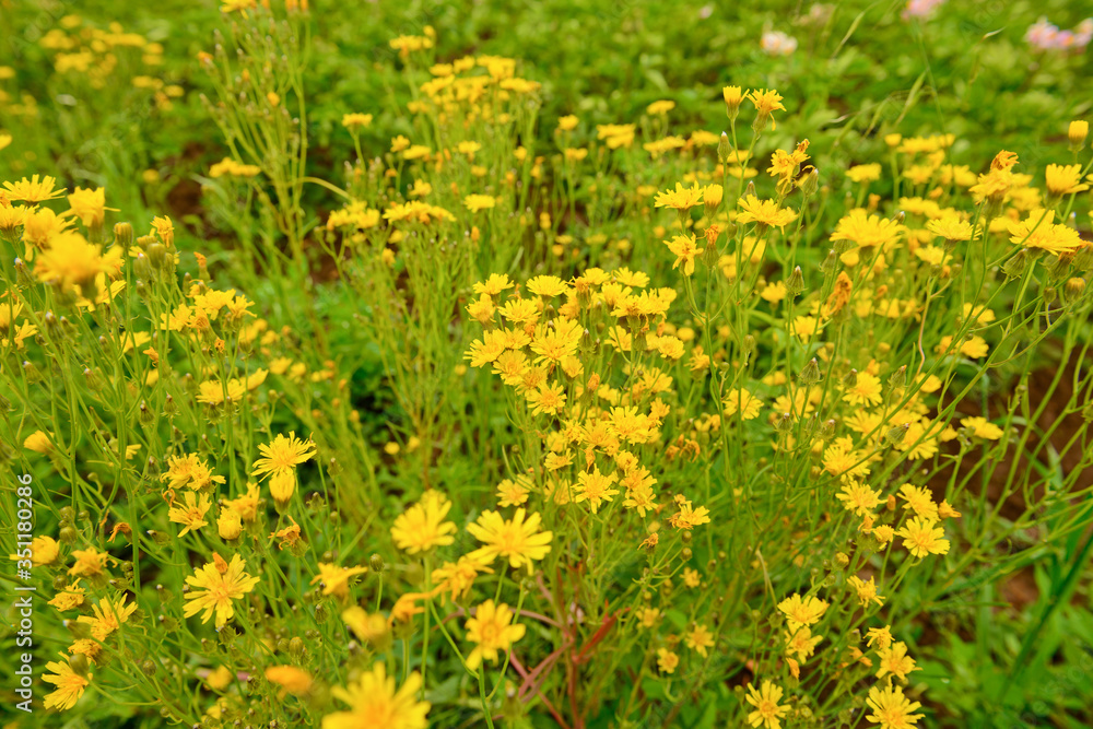 Fototapeta premium Bright yellow flowers in a green meadow