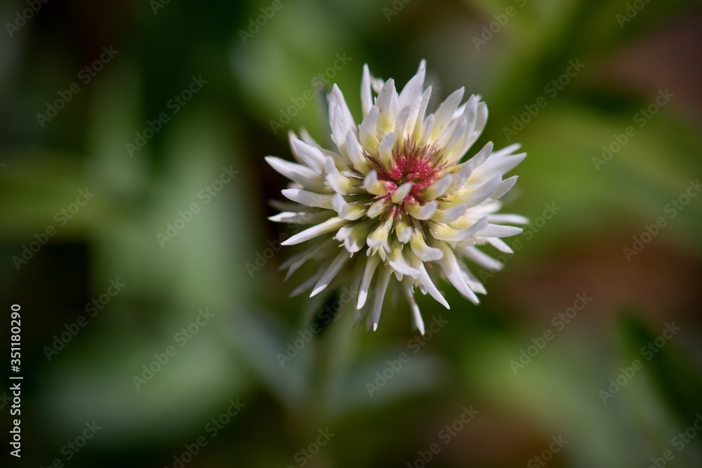 Meadow clover (Trifolium pratense), a dicotyledonous herb of the legume family, is incorrectly referred to as red clover. Meadow clover (Trifolium pratense), a dicotyledonous herb of the legume family, is incorrectly referred to as red clover.