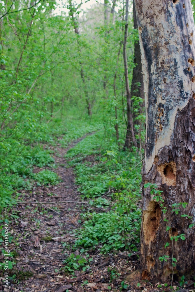Obraz premium forest road trough the green forest in summer day