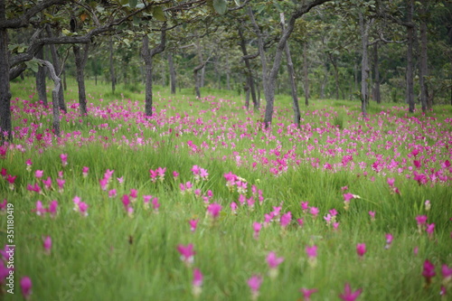 Krachiew flower field at Sai Thong National Park in Chaiyaphum  Thailand