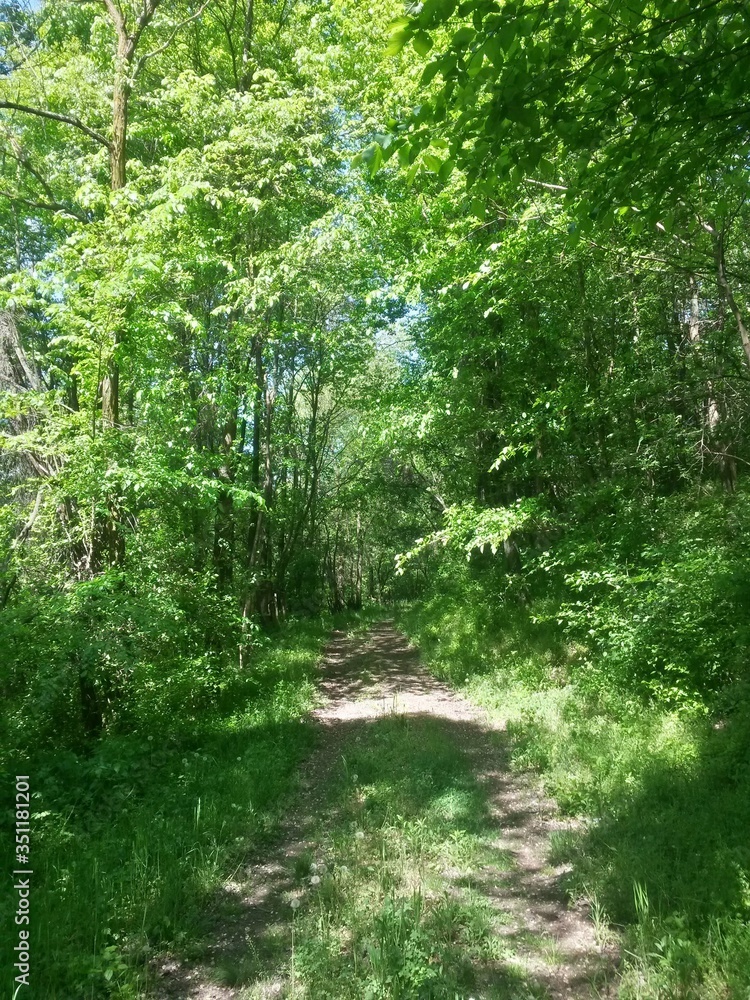 Fototapeta premium forest road trough the green forest in summer day