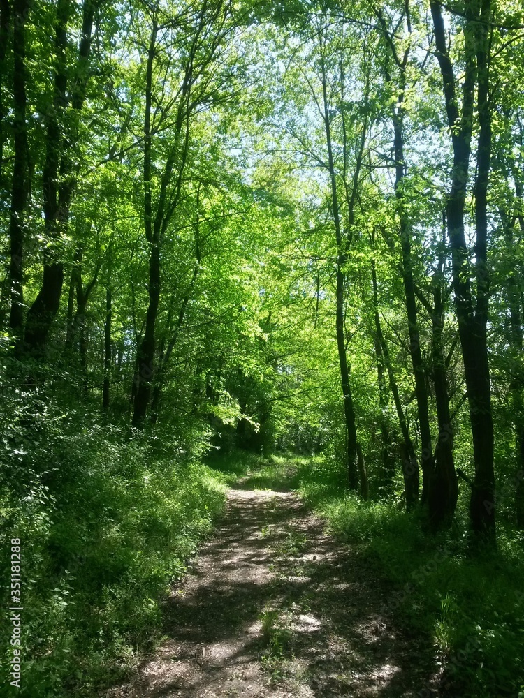 Fototapeta premium forest road trough the green forest in summer day