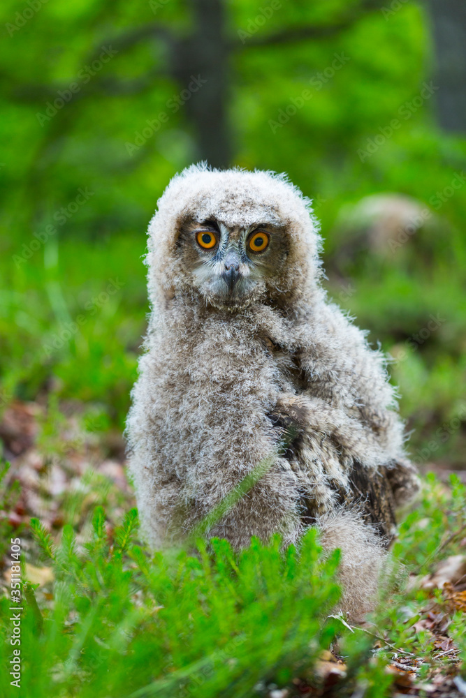 EURASIAN EAGLE OWL - BUHO REAL (Bubo bubo) EURASIAN EAGLE OWL - BUHO REAL (Bubo bubo)