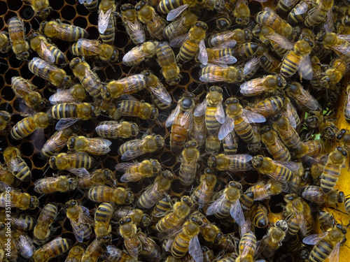 Les ruches et leurs miel  photo