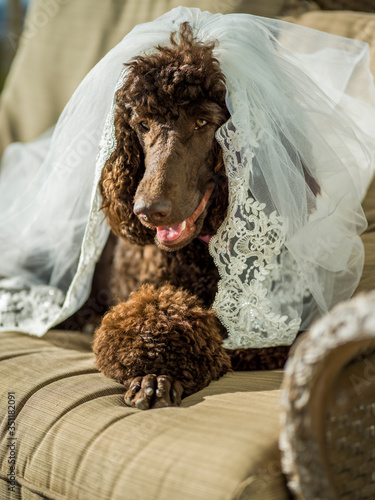 poodle in bed