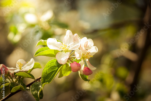 Kwiaty jabłoni 