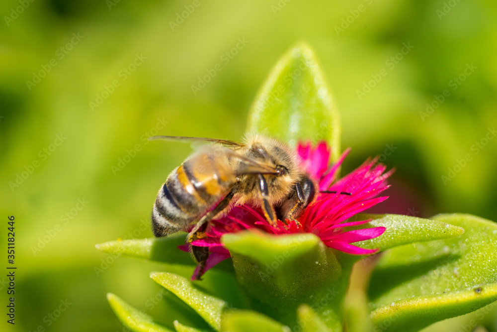 A bee collecting pollen on red. Macro photography A bee collecting pollen on red. Macro photography