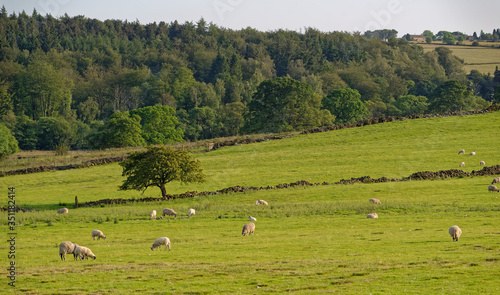 Farm Buildings on a Hill overlooking the fields in the Valley below with sheep grazing near to the Fewston Reservoir in West Yorkshire.