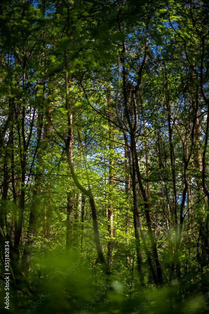 Obraz premium trees in the forest