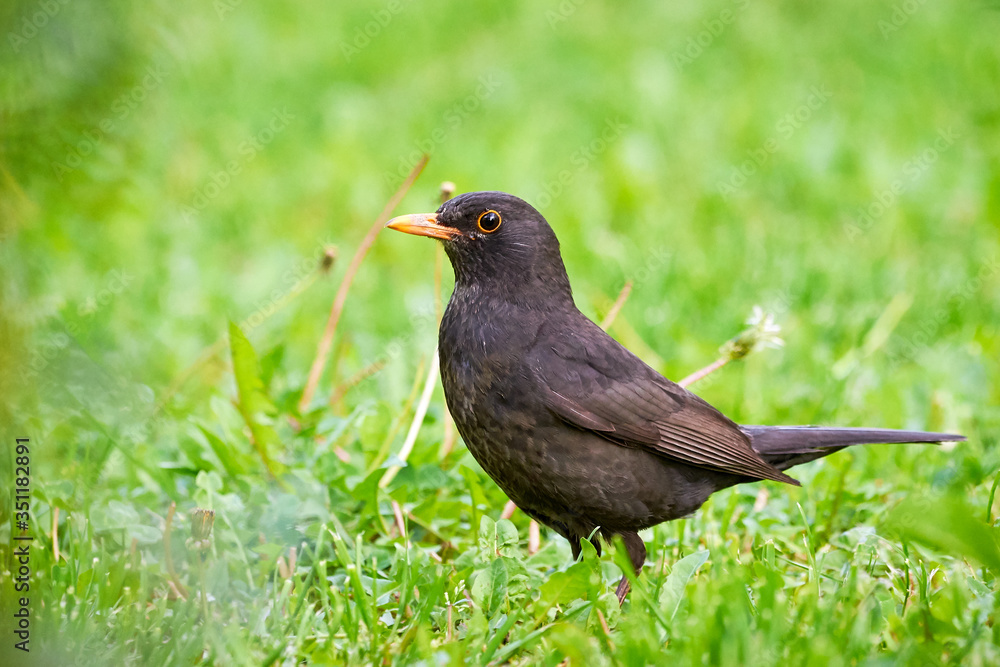 Common blackbird male on grass (Turdus merula) Common blackbird male on grass (Turdus merula)