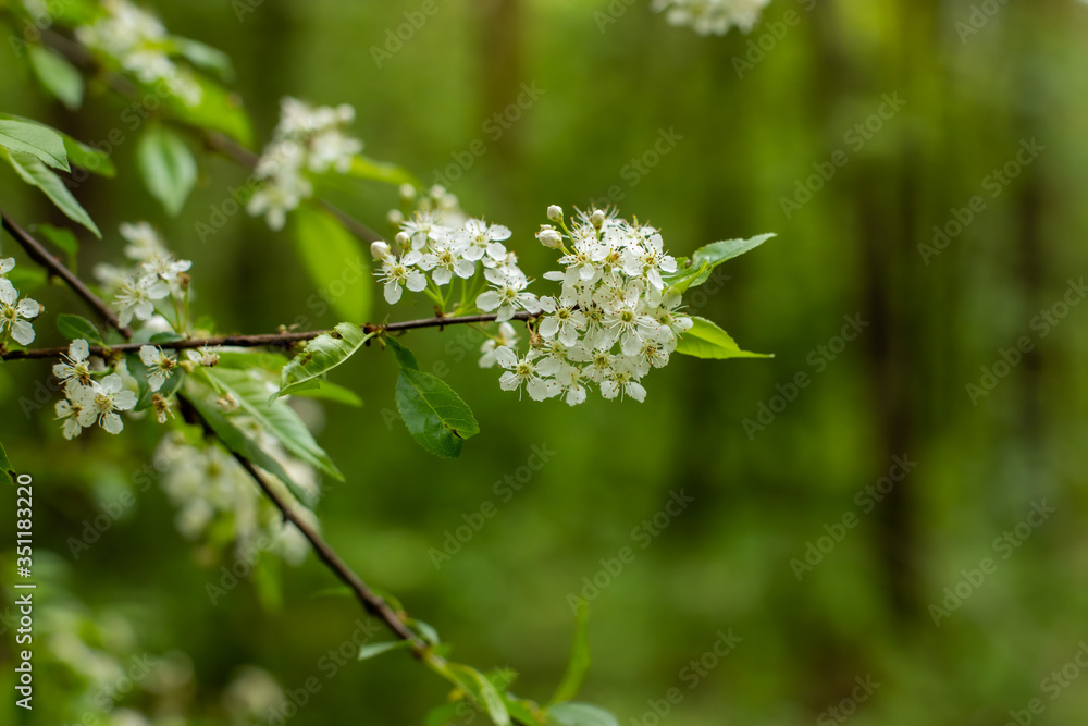 white flowers on a green background white flowers on a green background