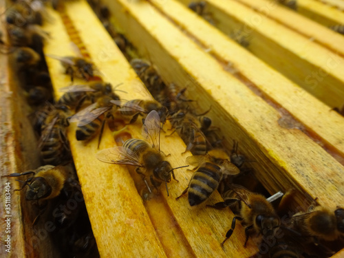 Les ruches et leurs miel  photo