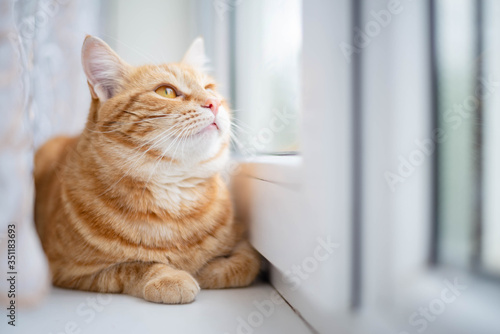 Fototapeta Naklejka Na Ścianę i Meble -  Ginger cat is sitting on the windowsill.