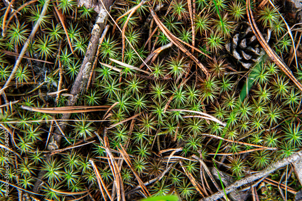 green grass in the forest green grass in the forest