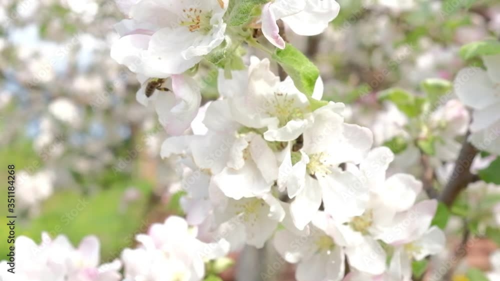 Bee on a blossoming Apple tree collecting pollen Bee on a blossoming Apple tree collecting pollen