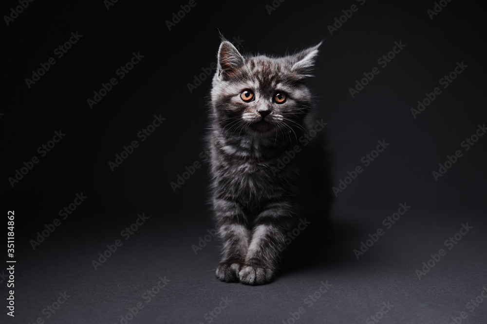 Obraz premium Studio shot of adorable scottish black tabby kitten on dark background.