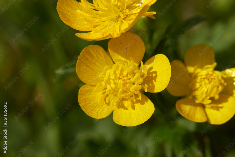 Ranunculus bulbosus Ranunculus bulbosus