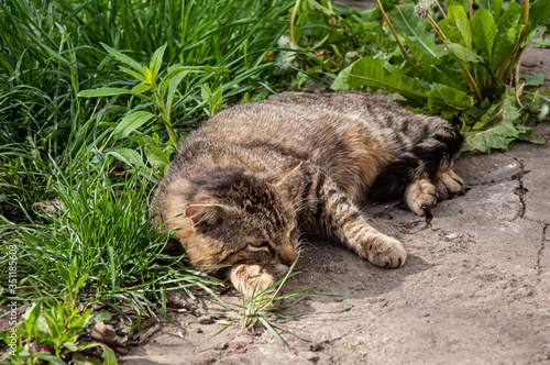 Cat sleeps on green grass at summer afternoon