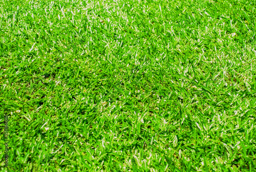 Natural green grass background texture .Side view
