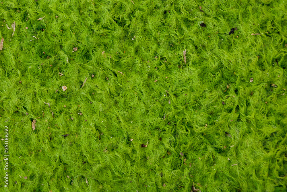 Natural green grass background texture .Top view Natural green grass background texture .Top view