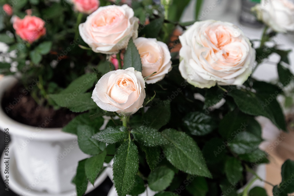 Peach white english rose shrub in the flower pot. Soft focus. Water drops on green leaves.