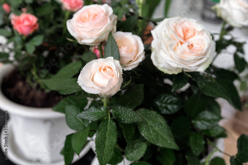 Obraz na płótnie Peach white english rose shrub in the flower pot. Soft focus. Water drops on green leaves. w salonie