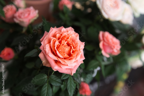 Pink english rose shrub in the garden. Soft focus. Terry rose.Blooming  rose close up roses and green leaves background