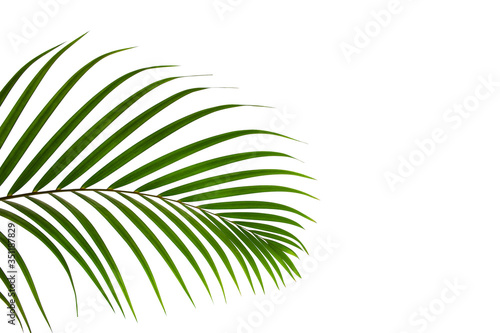 leaves of coconut isolated on white background with clipping path for design elements, tropical leaf, summer background