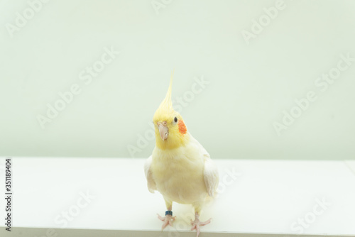 オカメインコ　ルチノー種