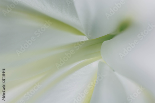 Fototapeta Naklejka Na Ścianę i Meble -  Lily branch close-up in the rays of light on a black background. delicate, white flower. contours of a flower in atmospheric dark photography. flowers for the holiday, advertising, gift, macro photo.