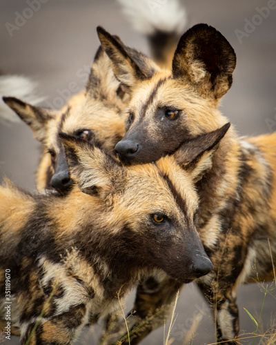 African Wild Dogs