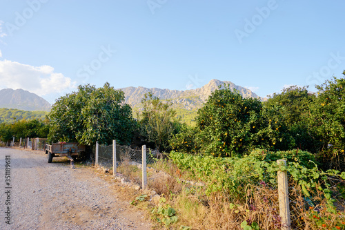Fototapeta Naklejka Na Ścianę i Meble -  Farmland full of fruit trees behind a fence near a roadside among the vast mountains.