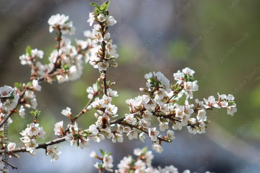 cherry blossom in spring cherry blossom in spring