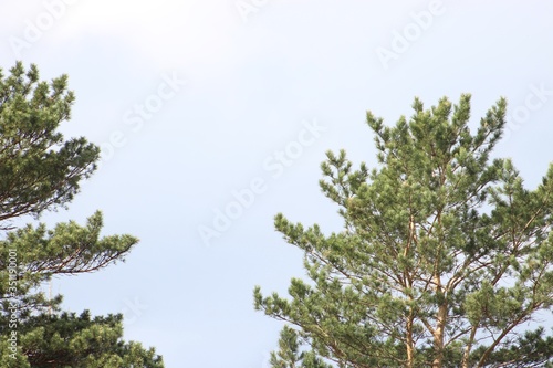 pine branches against blue sky © Сергей Григорьев