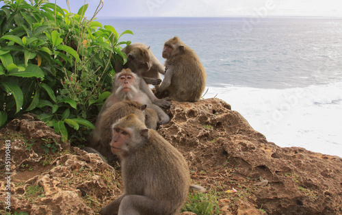 Group of five Macaques grooming at Uluwatu temple photo