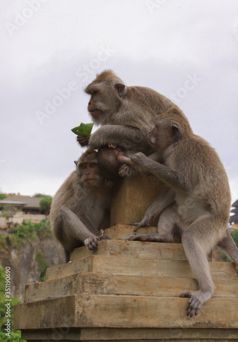 Three macaques monkeys at Uluwatu temple, Bali © Raul Baldean