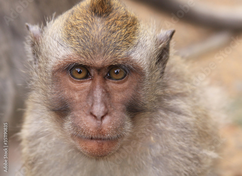 Macaque portrait at Uluwatu temple in Bali