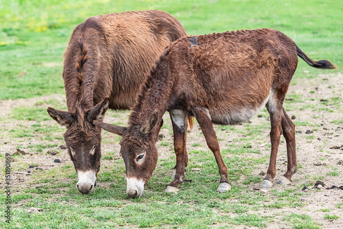 Two cute donkeys eating in the field