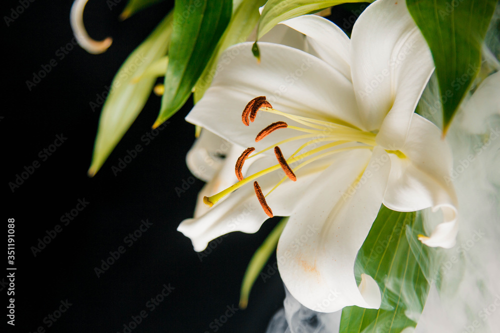 Obraz premium Lily branch close-up in the rays of light on a black background. delicate, white flower. contours of a flower in atmospheric dark photography. flowers for the holiday, advertising, gift, macro photo.