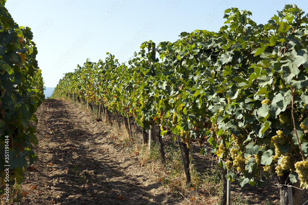 Rows of white grapes Smoke before harvest.
