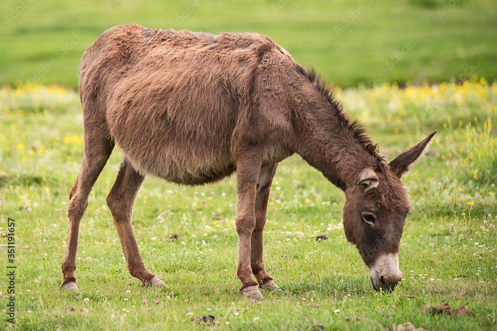 Donkey on overcast day. Wild donkey in countryside field, feeding, grazing, animals roaming-free. The donkey eats grass Donkey on overcast day. Wild donkey in countryside field, feeding, grazing, animals roaming-free. The donkey eats grass